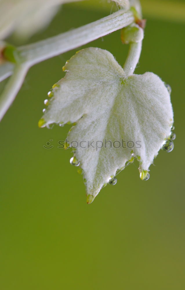 Similar – Erdbeerblüte Pflanze Blume