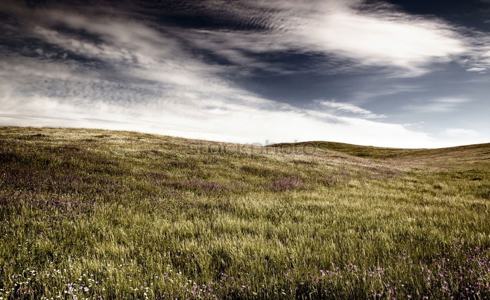 Similar – Image, Stock Photo Brushed against the wind