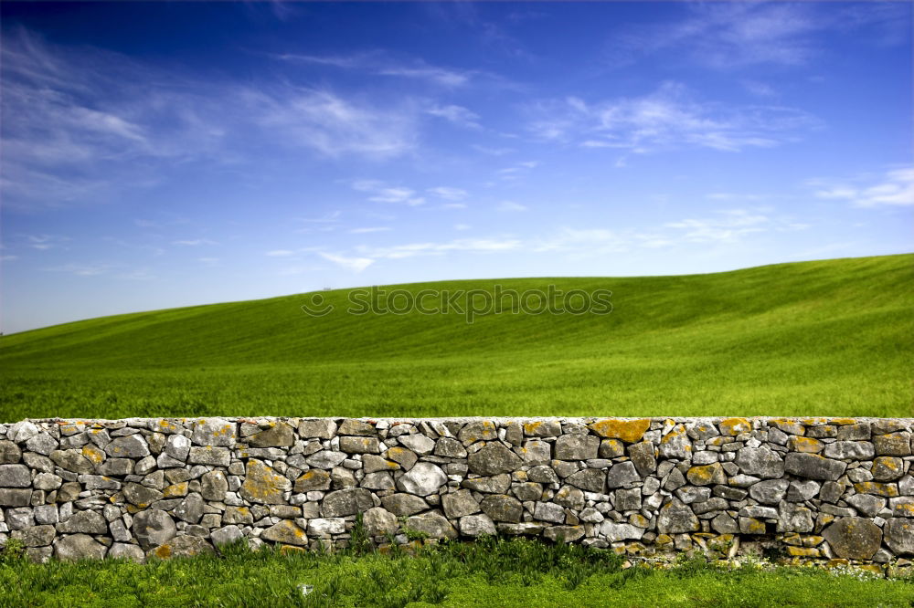 Similar – graphically arranged flock of sheep