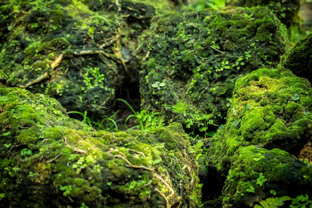 Similar – moss landscape Environment