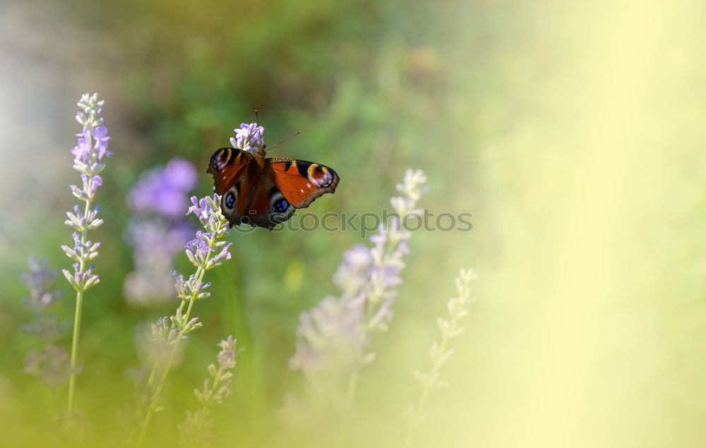 Similar – Image, Stock Photo A butterfly on lavender flowers