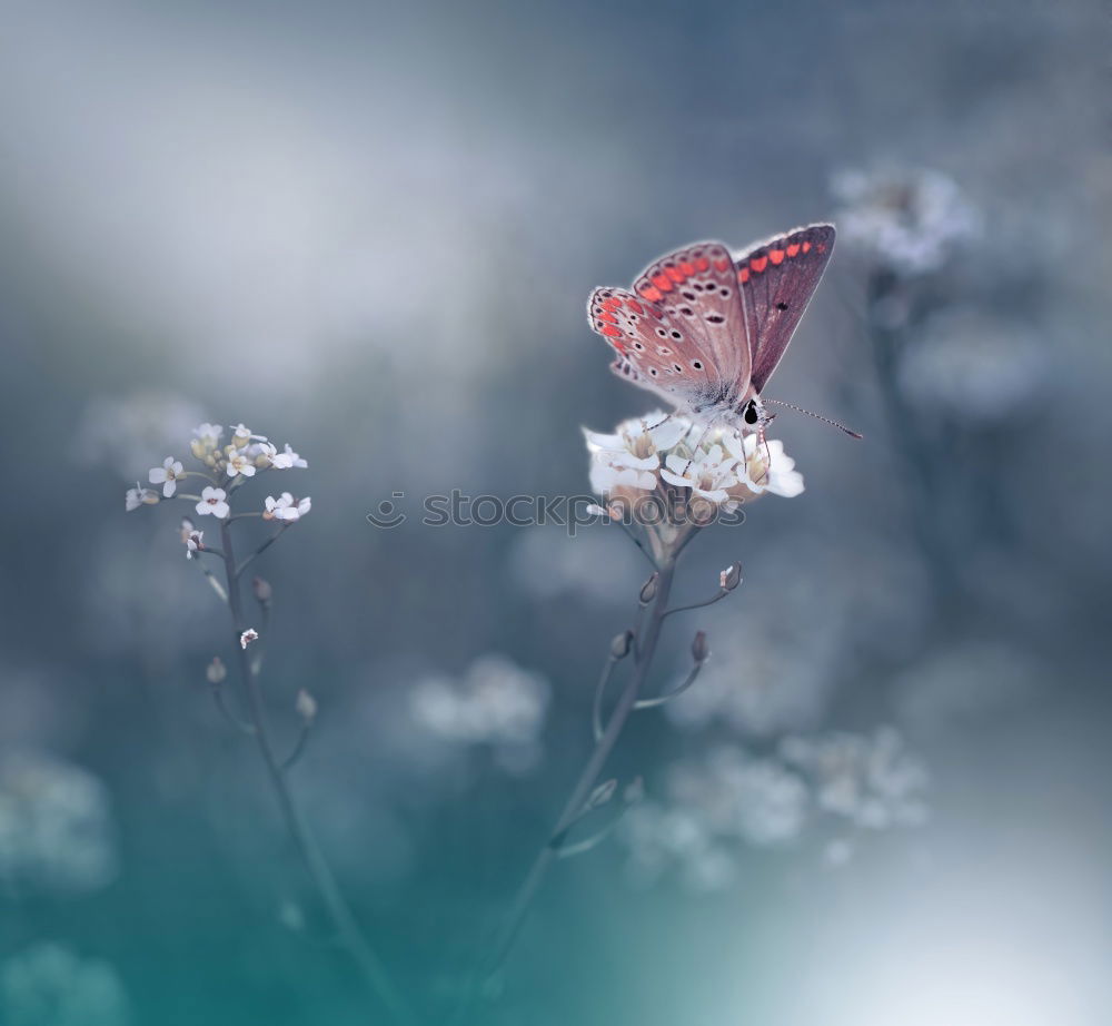 Similar – Day active moth sitting on a forget-me-not flower II