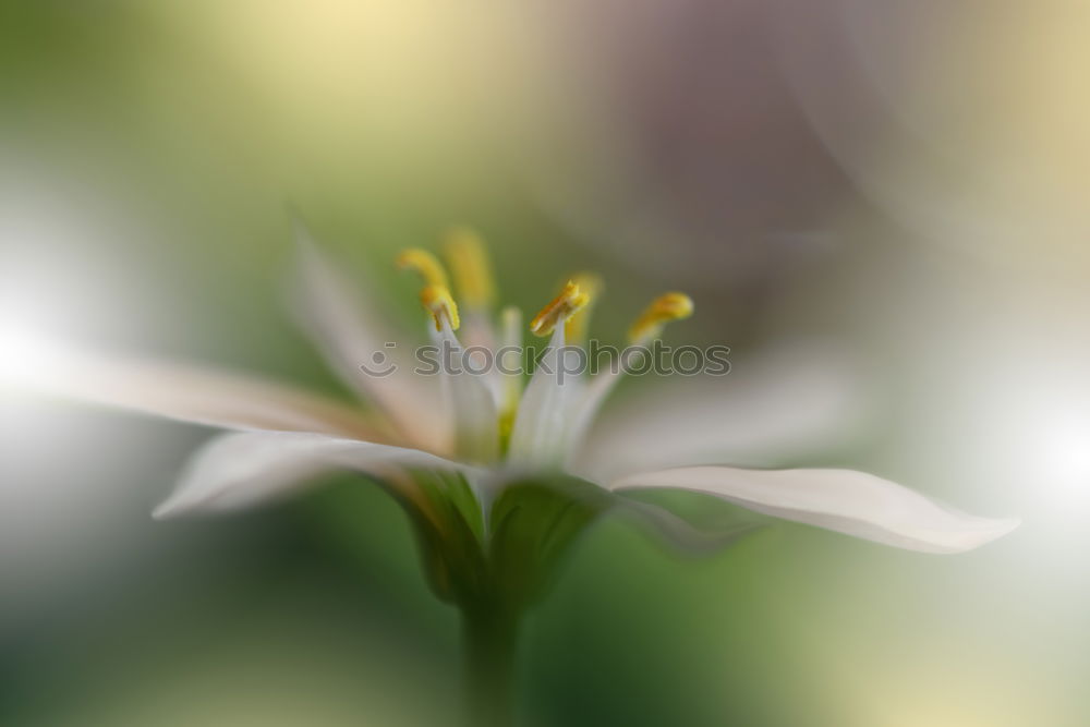 Image, Stock Photo bud Water lily Pond