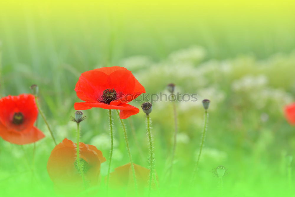 Similar – poppy