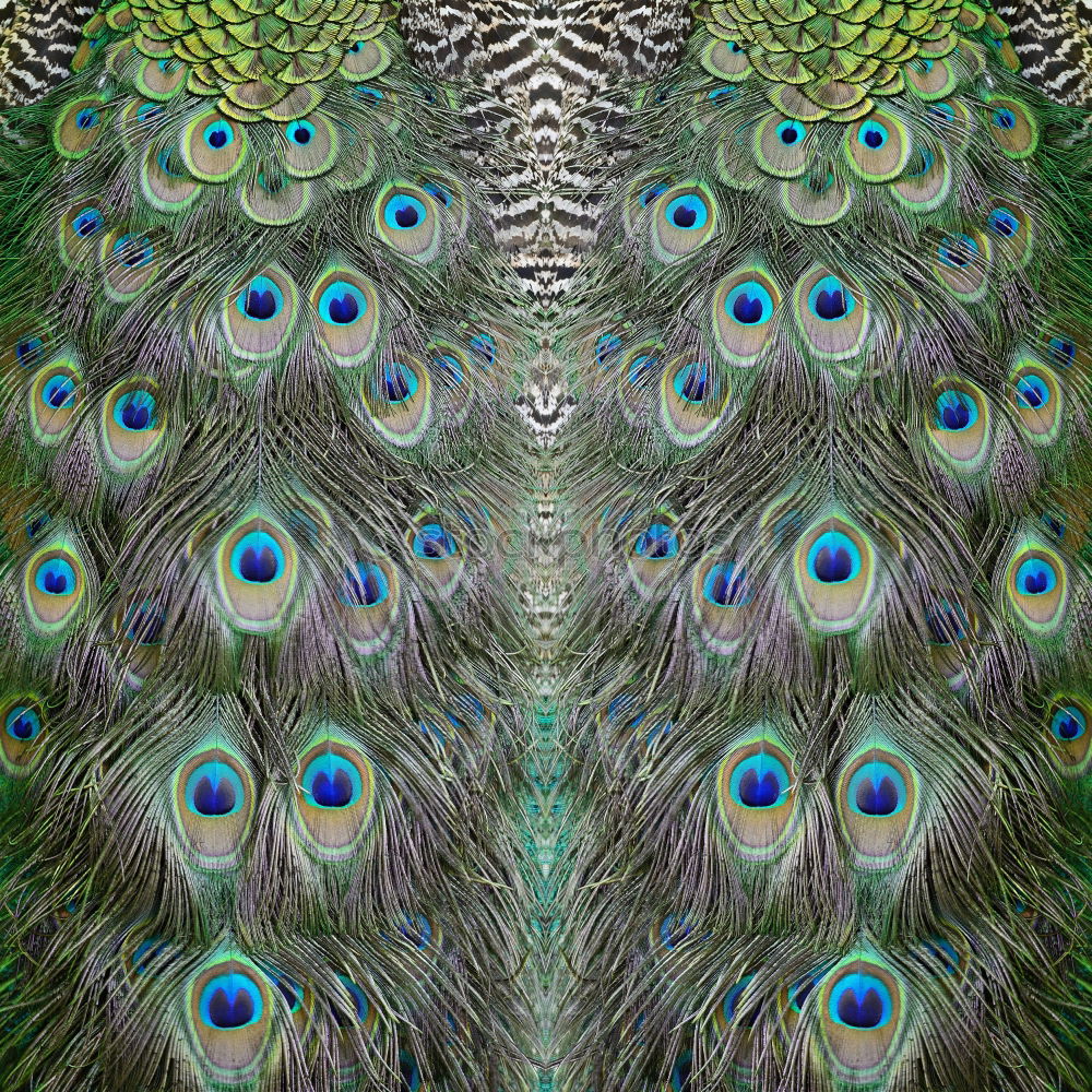 Image, Stock Photo Bird Peacock Animal Zoo 1