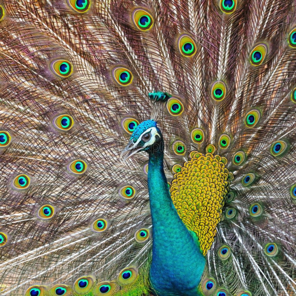 Similar – Image, Stock Photo poser Animal Peacock 1