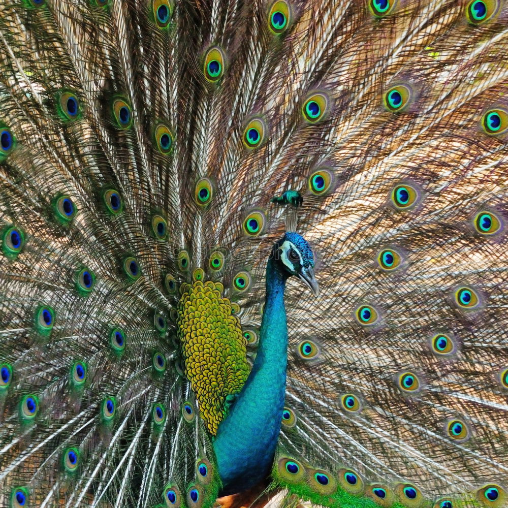 Similar – Image, Stock Photo Peacock, turning a wheel