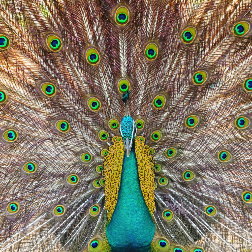 Similar – Blue peacock Animal