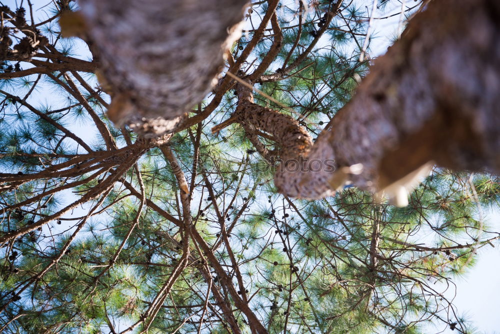 Similar – The climbing forest…