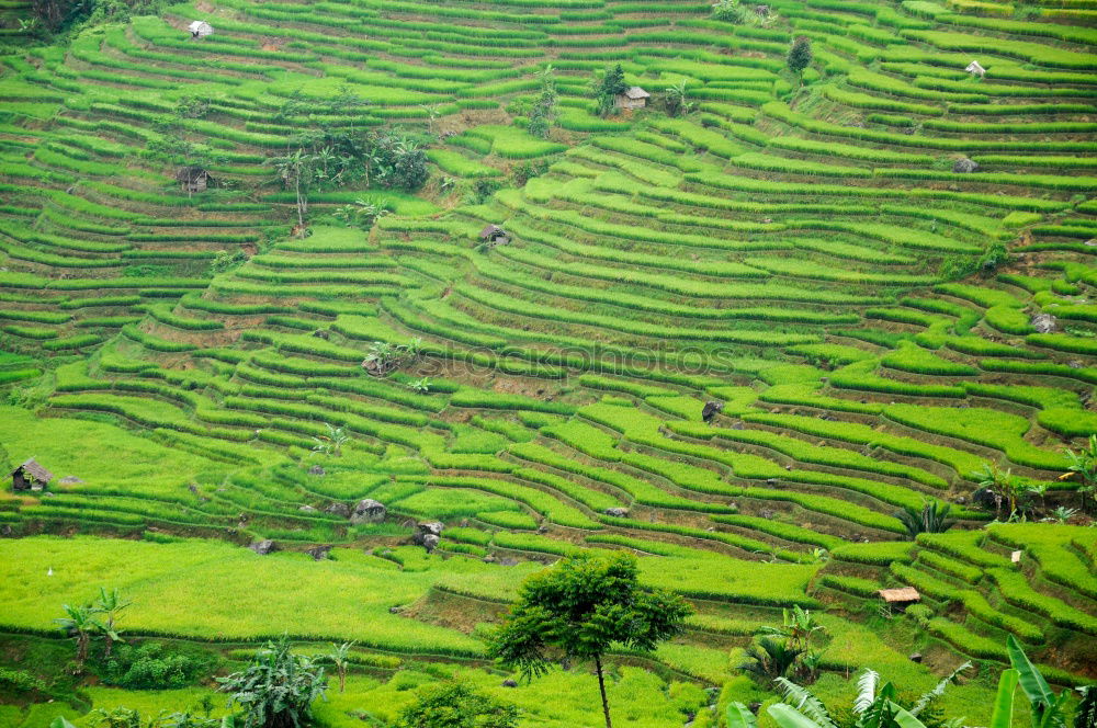 Similar – Top view of the rice paddy fields in northern Thailand