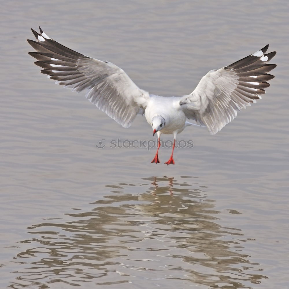 Similar – Foto Bild Futterneid Vogel Möwe Tier