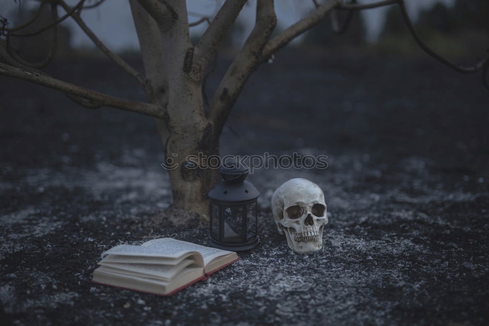 Similar – Vanitas with Skull, Candle, Book and Heart