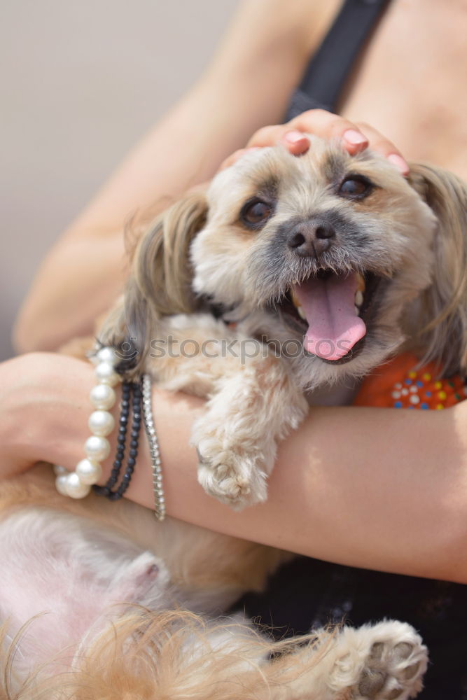 Similar – Image, Stock Photo Sexy young woman at home playing with her dog