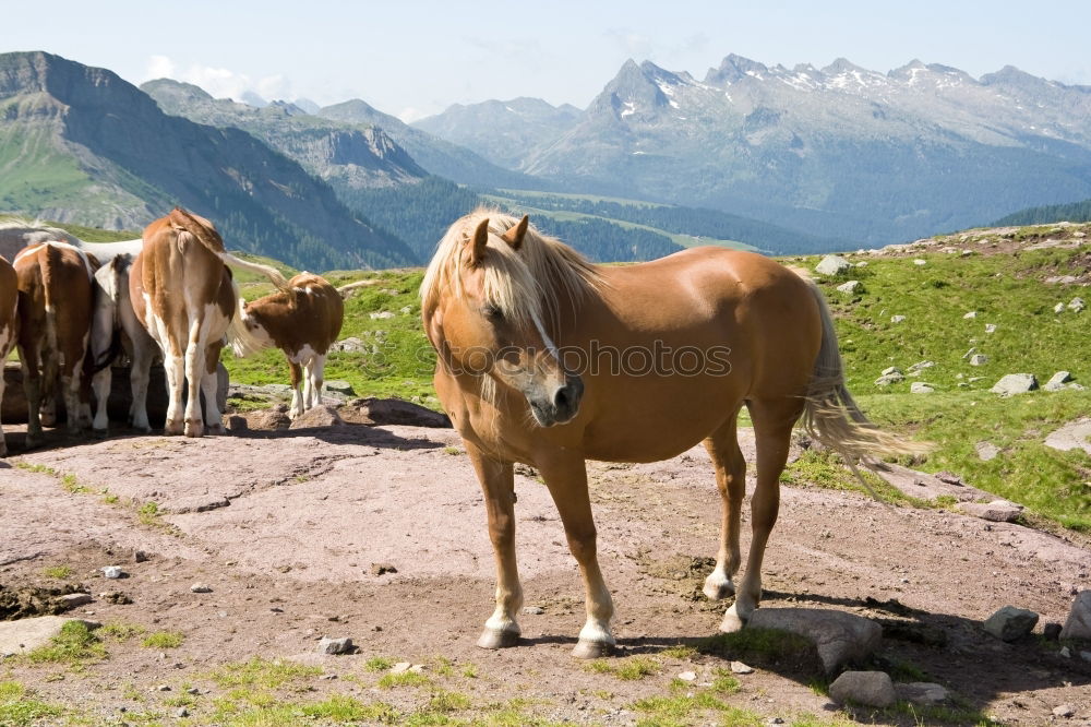 Similar – Image, Stock Photo Muh cow in Allgäu