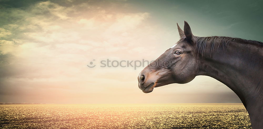 Similar – Image, Stock Photo Little uncle. Horse Pinto