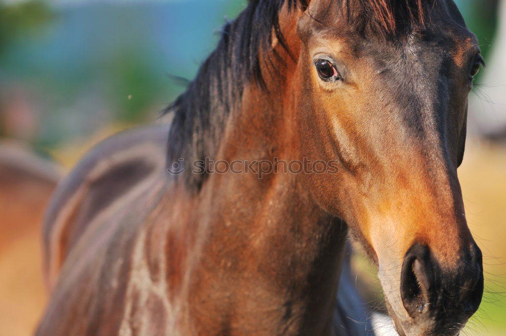 Similar – _ langes Gesicht Pferd