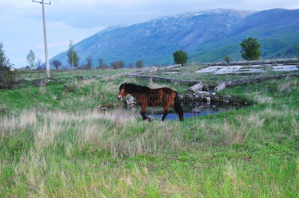 Similar – Foto Bild Hahn mit Harem Natur