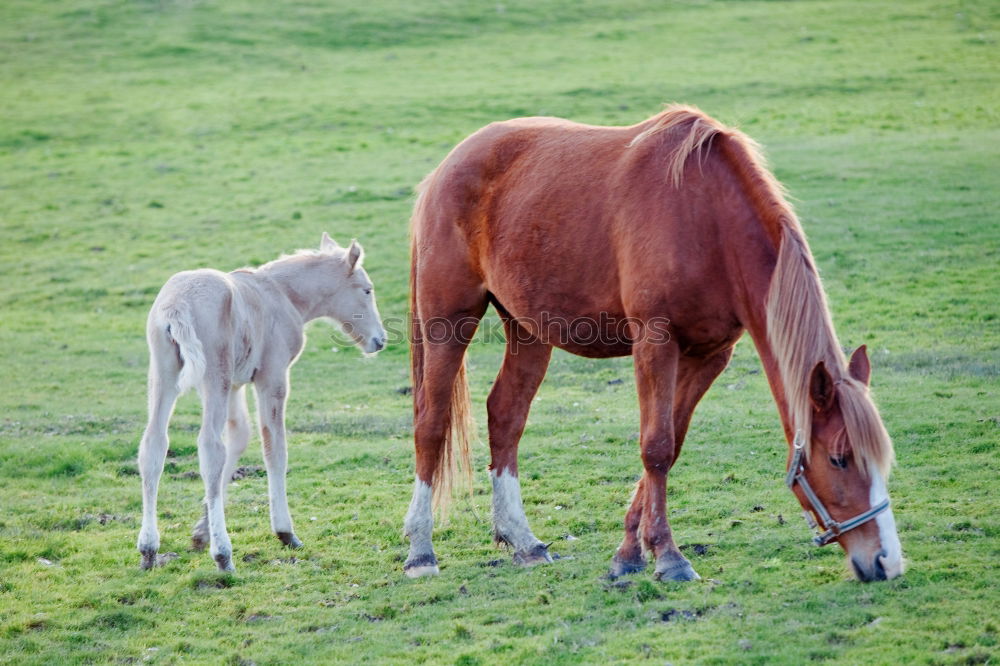 Similar – Image, Stock Photo Baby donkey following mama donkey