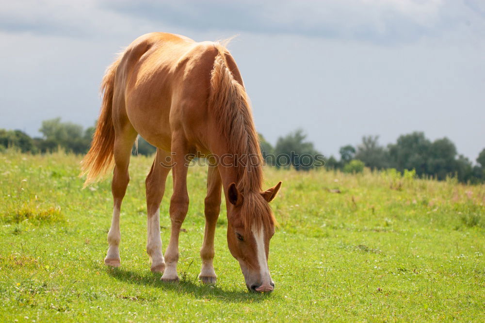 Similar – country life Nature Animal