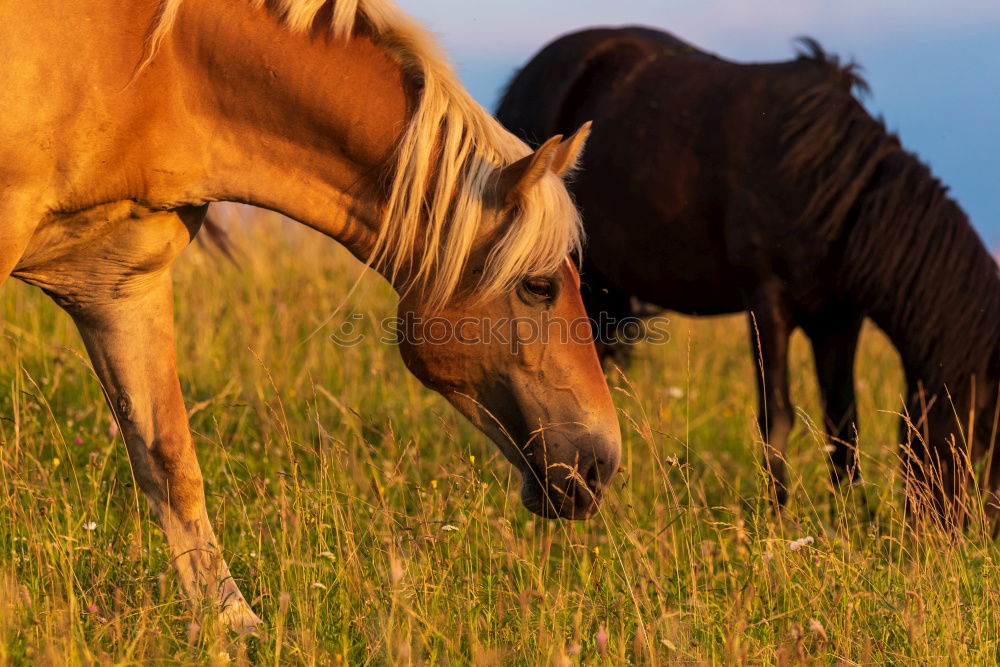 Similar – herd of horses Horse Brown