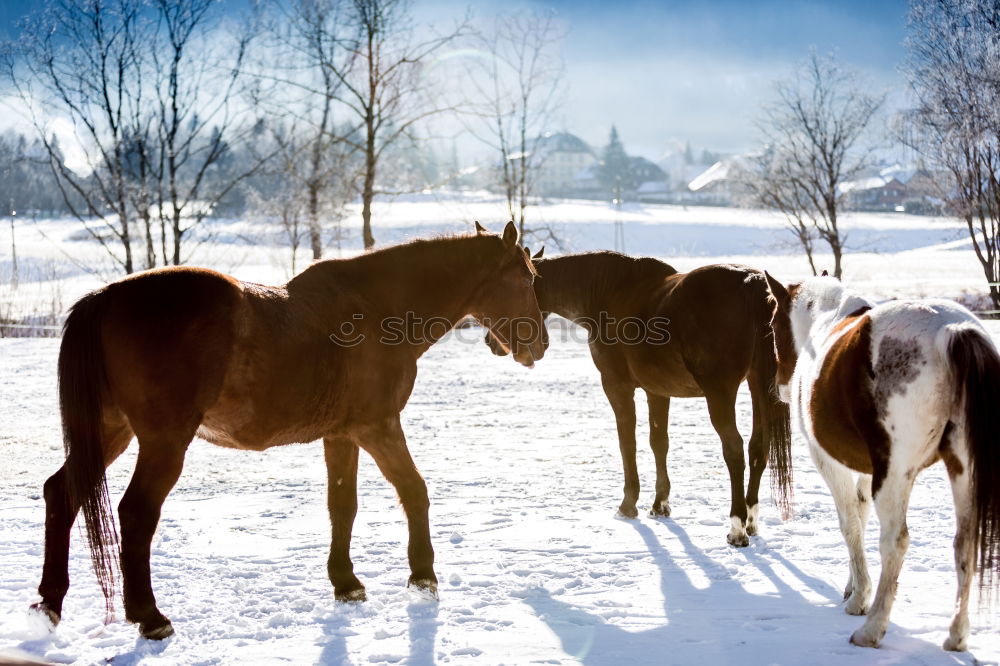 Similar – Image, Stock Photo Two horses Winter Nature