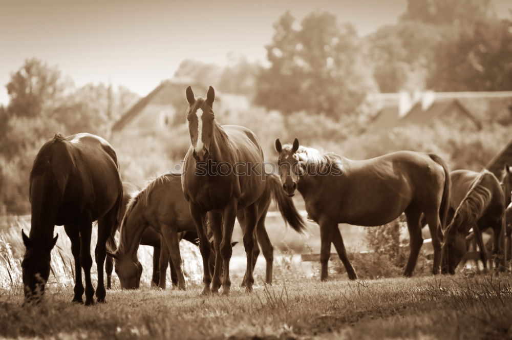 Beautiful landscape with wild horses