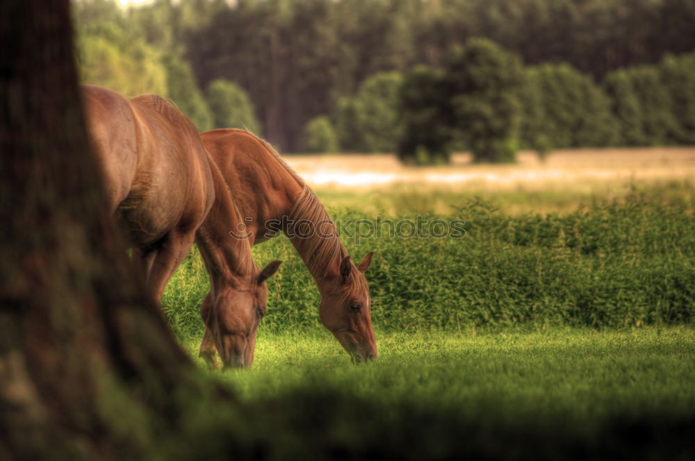 Similar – Image, Stock Photo A beautiful back ….