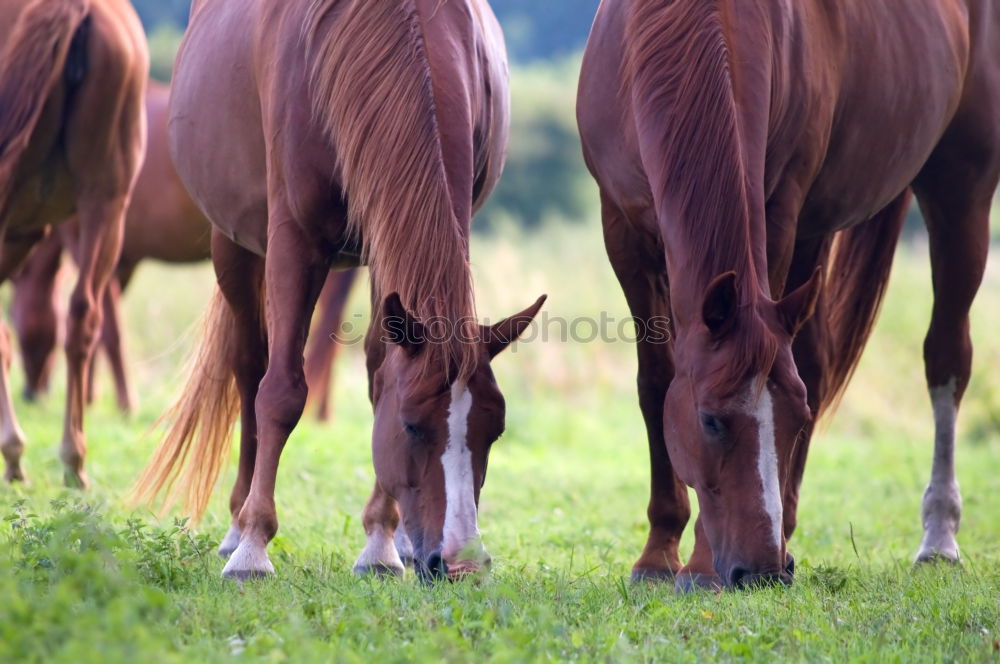 Similar – herd of horses Horse Brown