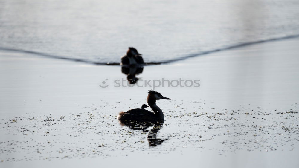 Similar – Image, Stock Photo pick up Nature Elements