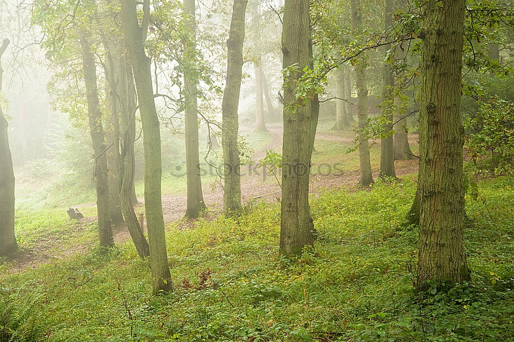 Similar – Image, Stock Photo Family tree in Friedwald