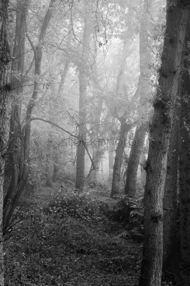 Similar – Ghost forest Nienhagen at the Baltic Sea