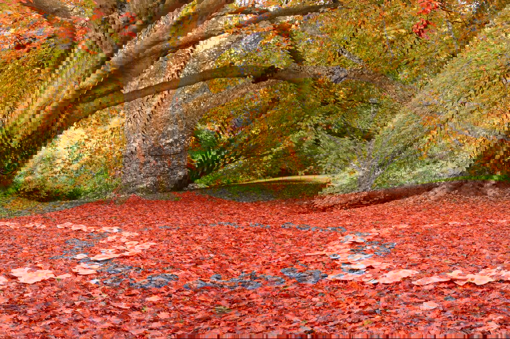 Similar – Image, Stock Photo There you are again, you old autumn! called Lukas