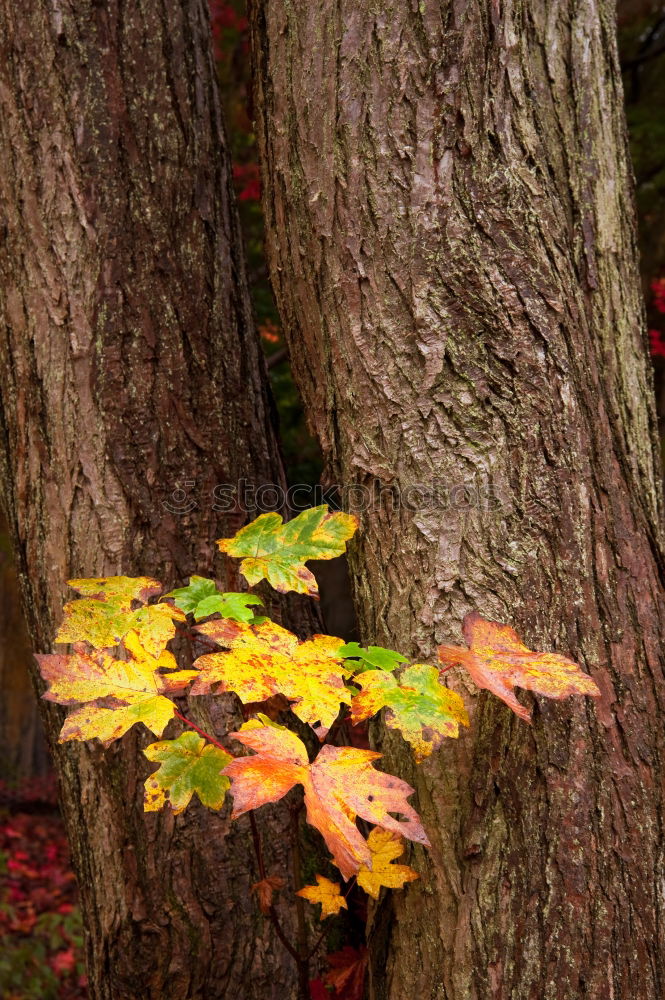 Similar – Image, Stock Photo adherence Plant Autumn