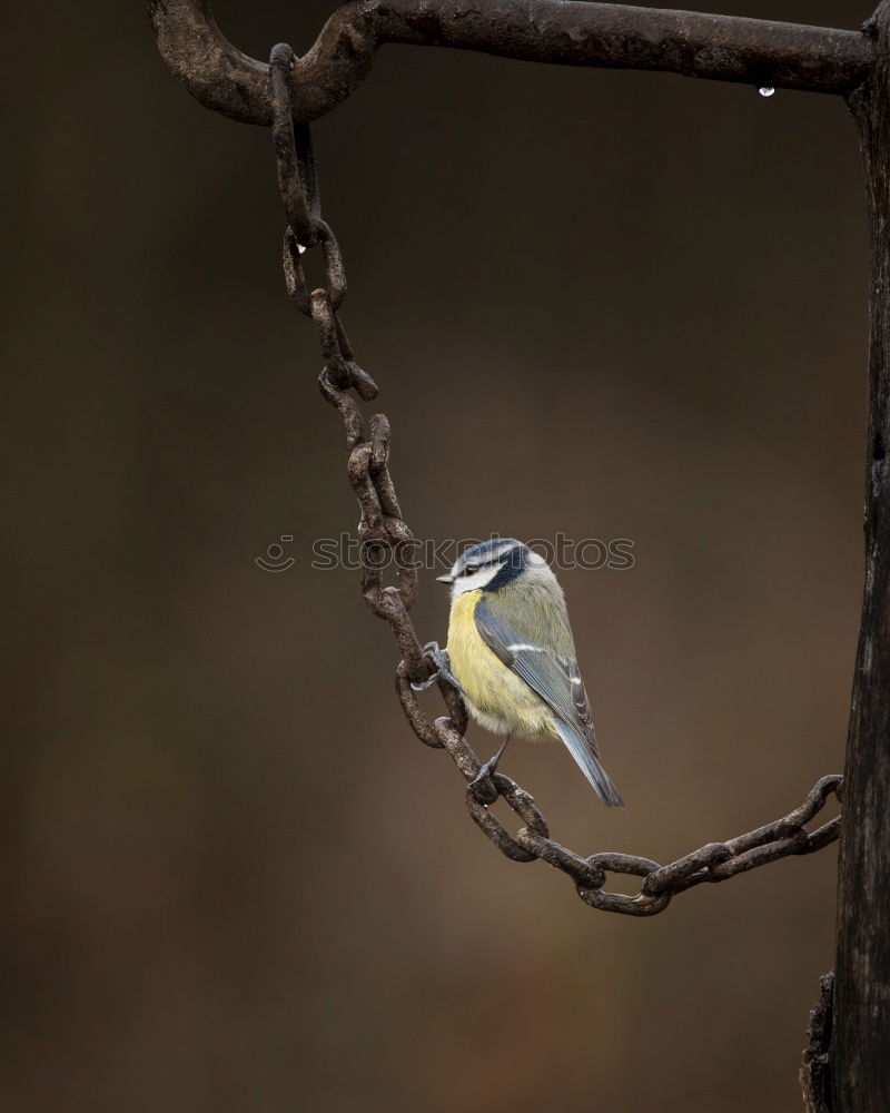 Similar – Foto Bild Frühling, Frühling, wird es nun bald!