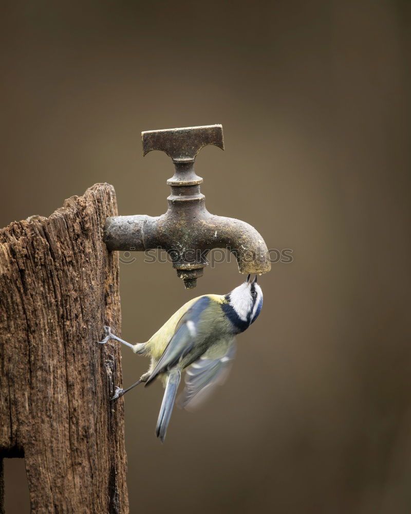 Similar – Image, Stock Photo Freiburg Münster-Spatz (FR 6/10)