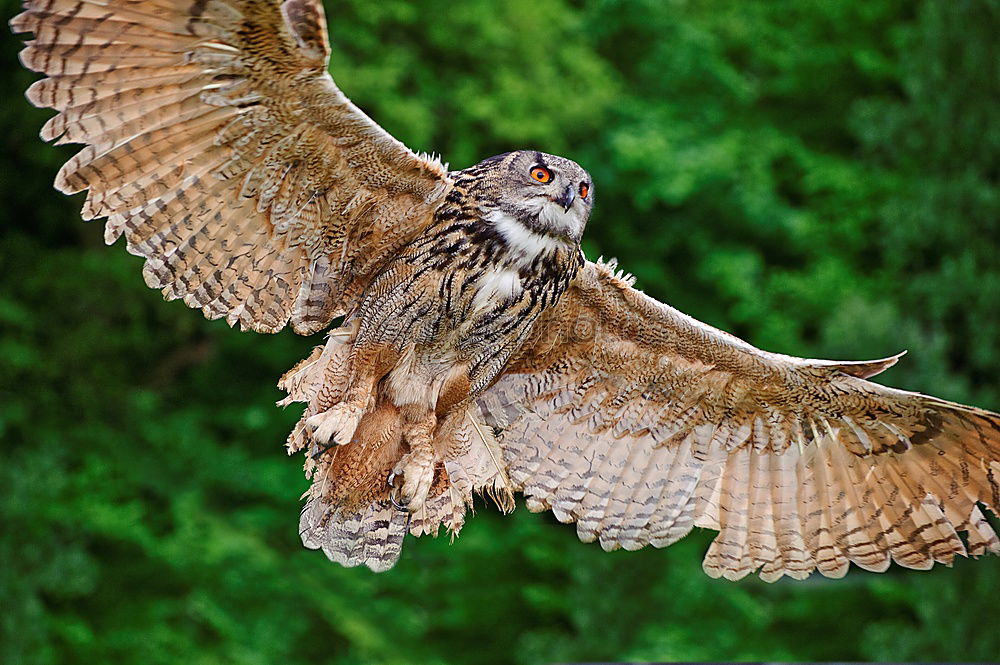 Similar – Image, Stock Photo Steppe Eagle Environment