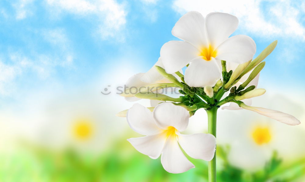 Similar – Image, Stock Photo spring bells Spring