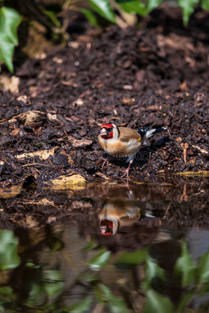 Similar – Foto Bild Spatz im Gestrüpp Natur