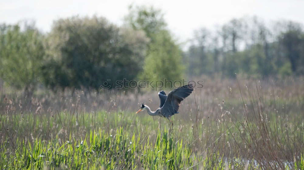 Similar – Foto Bild abflug Umwelt Natur