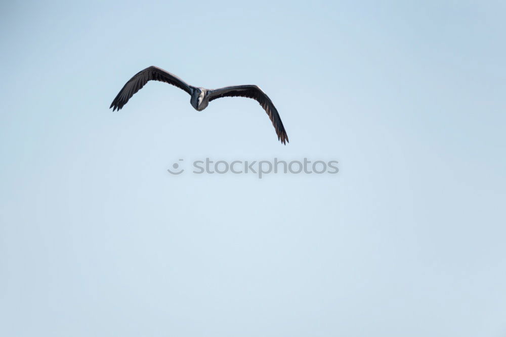 Similar – Image, Stock Photo coast patrol Sky Autumn