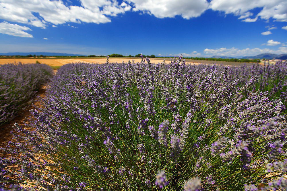 Similar – Image, Stock Photo what’s growing on the side of the road?