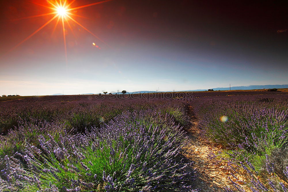 Similar – Image, Stock Photo Beautiful fragrant lavender field in bright light Valensole, Provence, France