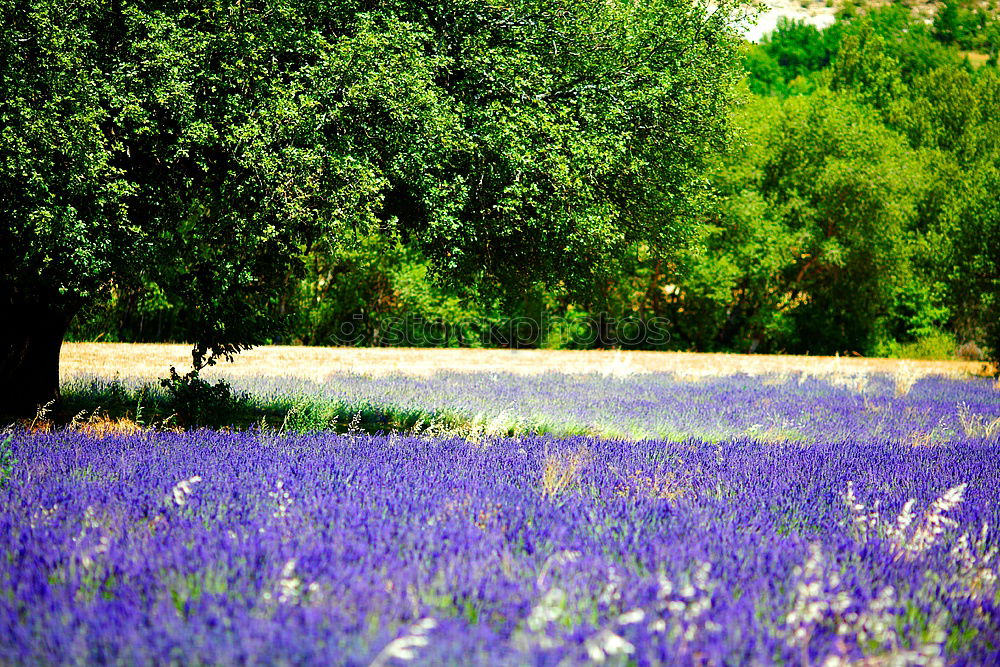 Similar – Foto Bild Aprilwetter nass Gras grün