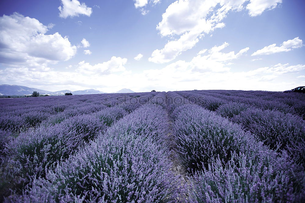 Similar – Image, Stock Photo Beautiful fragrant lavender field in bright light Valensole, Provence, France