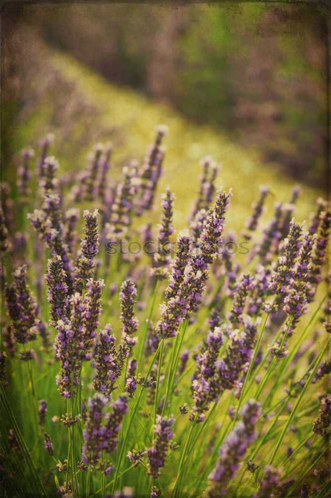 Similar – lavender Perfume Fragrance