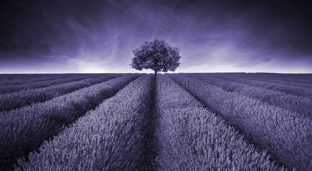 Similar – sunset at lavender field