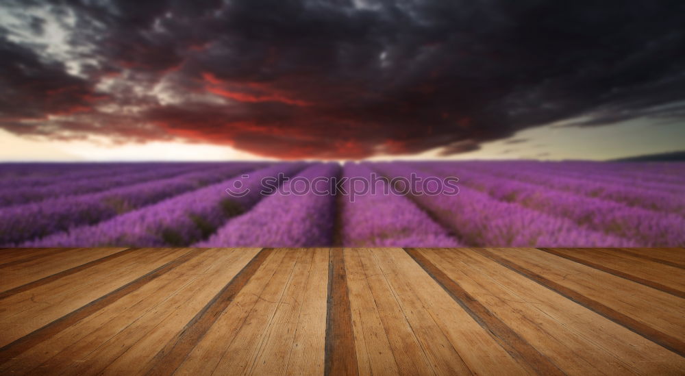 Similar – sunset at lavender field