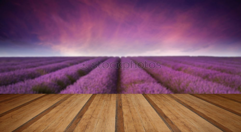 sunset at lavender field