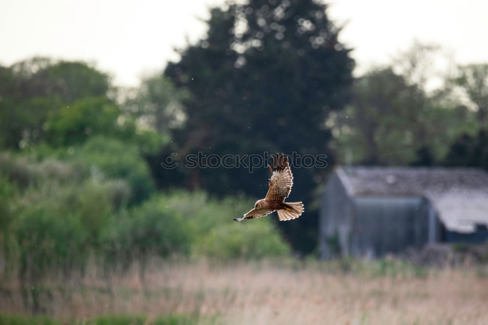 Similar – Foto Bild abflug Umwelt Natur