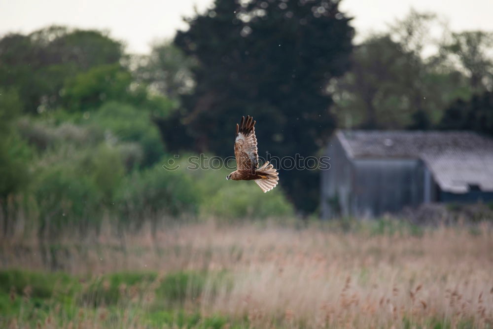 Similar – Foto Bild abflug Umwelt Natur